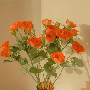 30厘米黑人高潮
